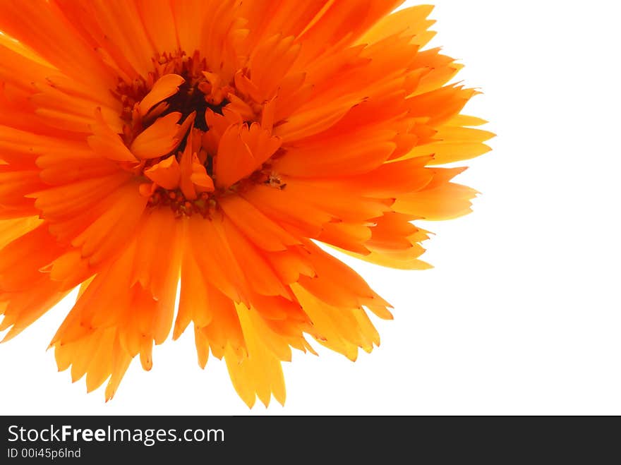 Orange gerber flower on white background. Orange gerber flower on white background