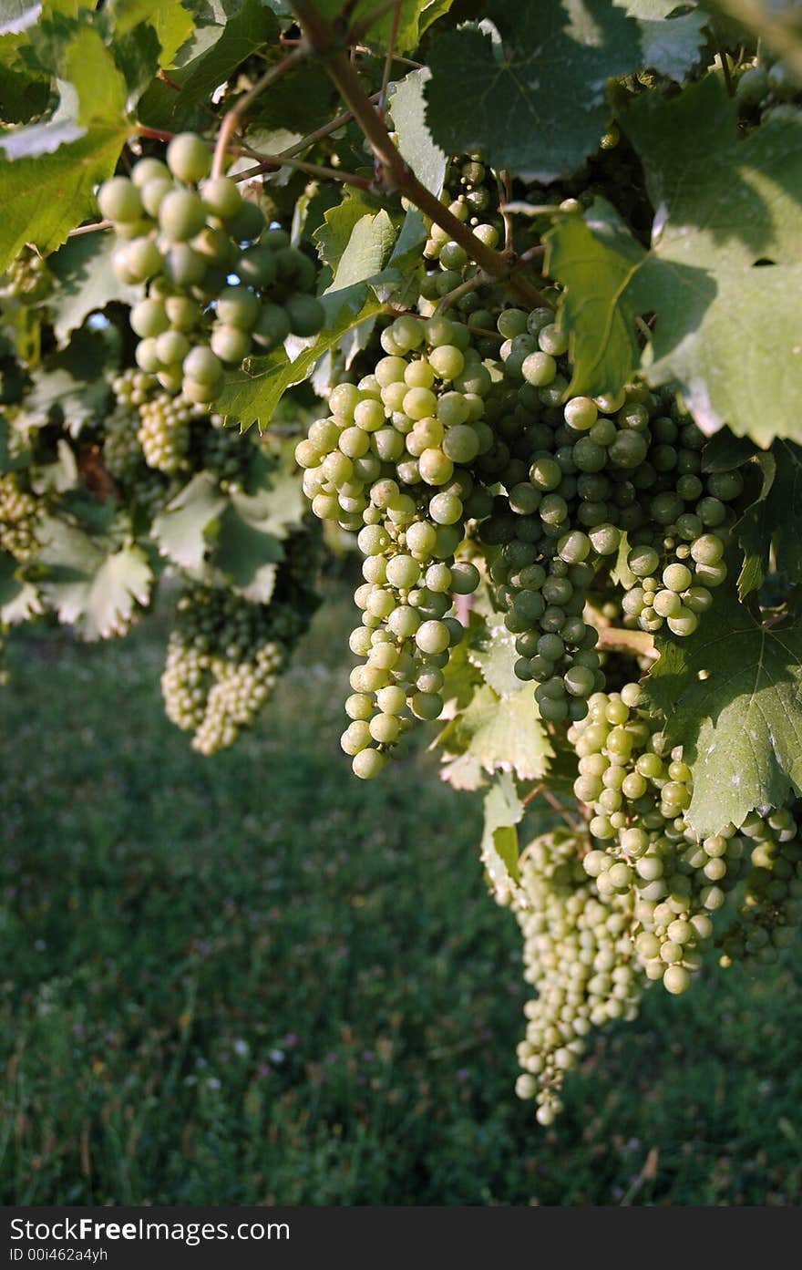 Grapes