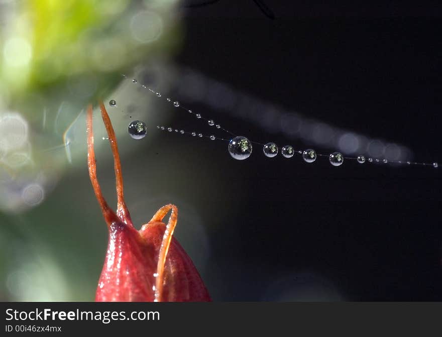 Water Drops