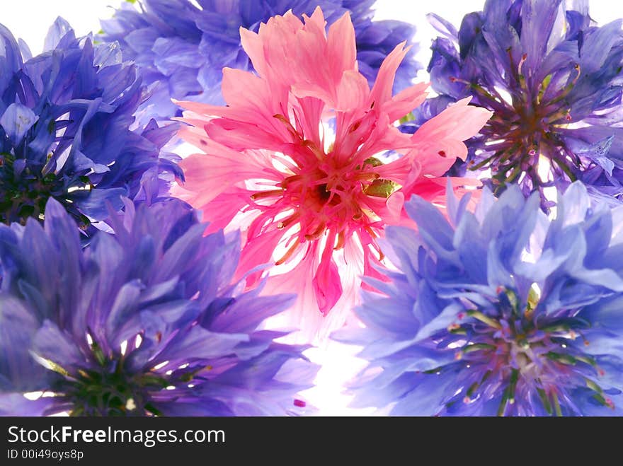 Close up of pink and blue flowers