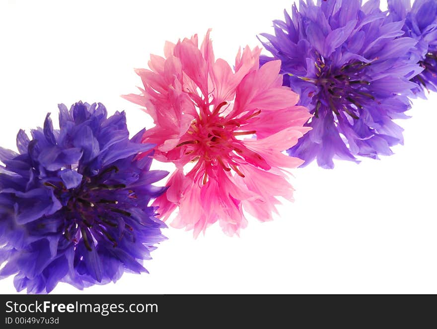 Pink and blue flowers on white background