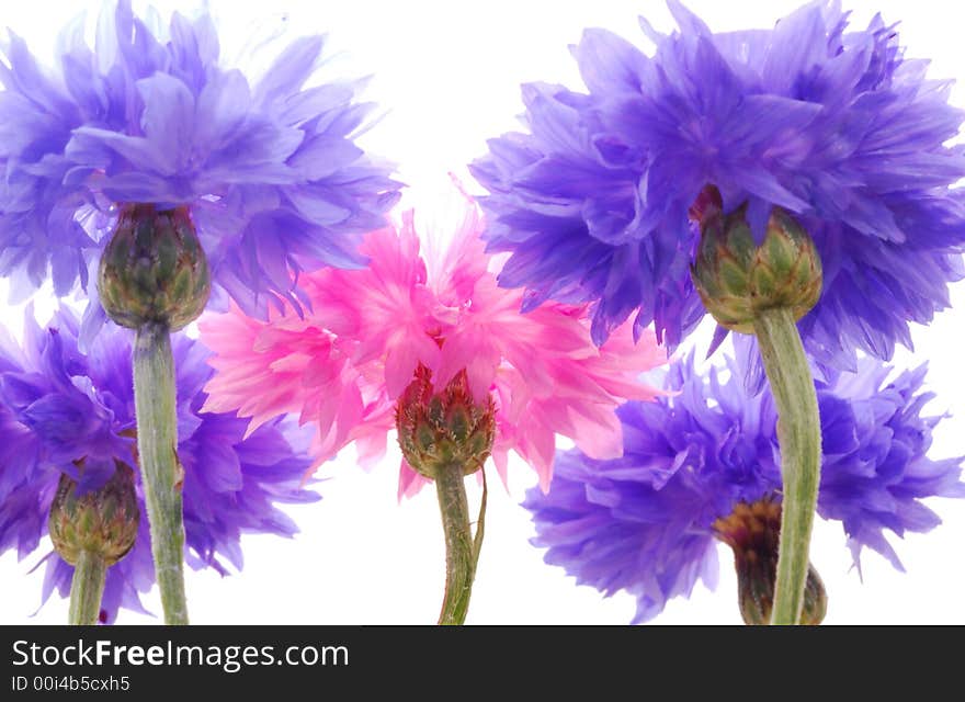 Pink and blue transparent flowers