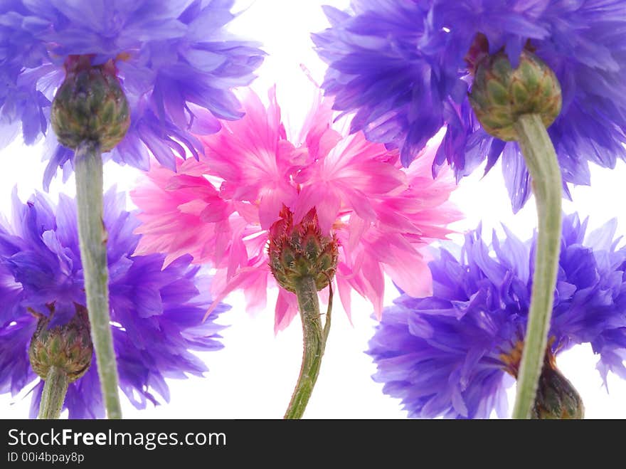 Pink and blue flowers against white background. Pink and blue flowers against white background