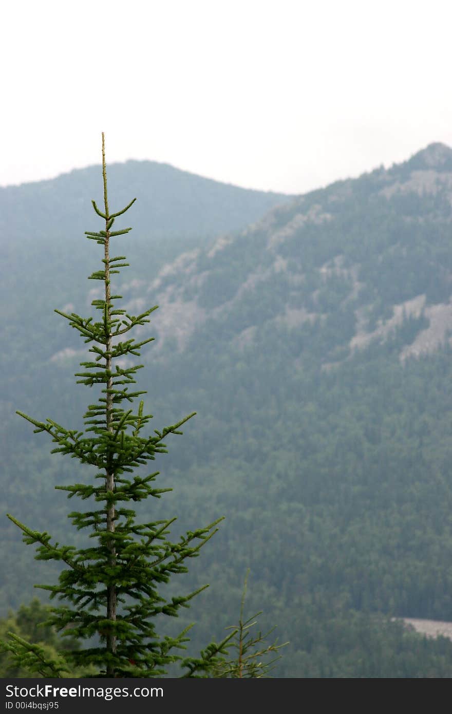 Landscape whith Fir on a mountain