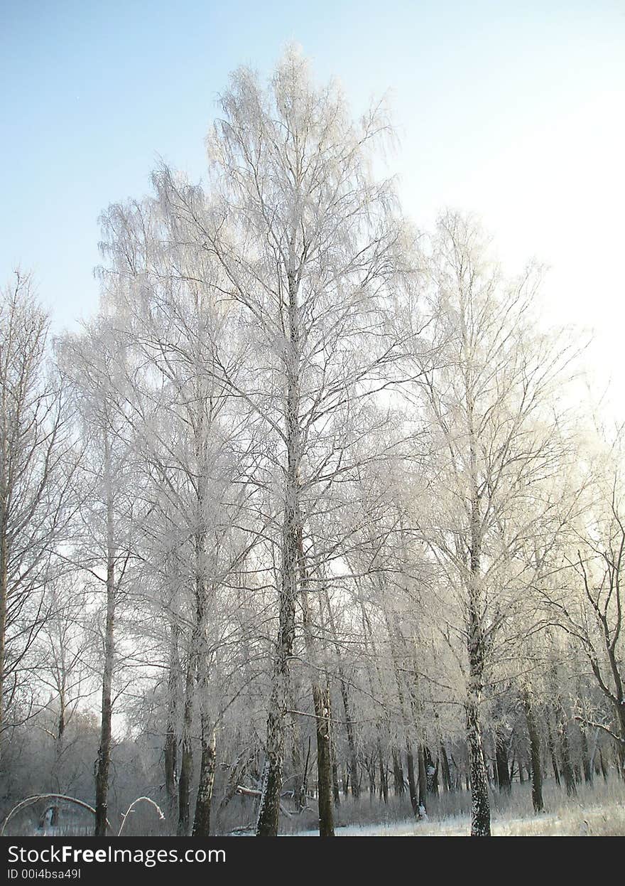 The wood is covered by a snow. The wood is covered by a snow