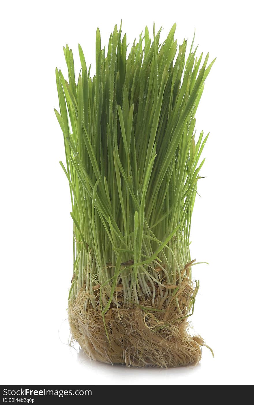 Grass on a white background. Grass on a white background