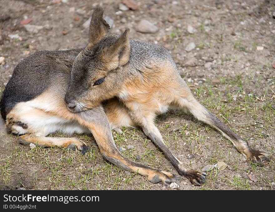 Portrait of nice Patagonian cavy. Portrait of nice Patagonian cavy