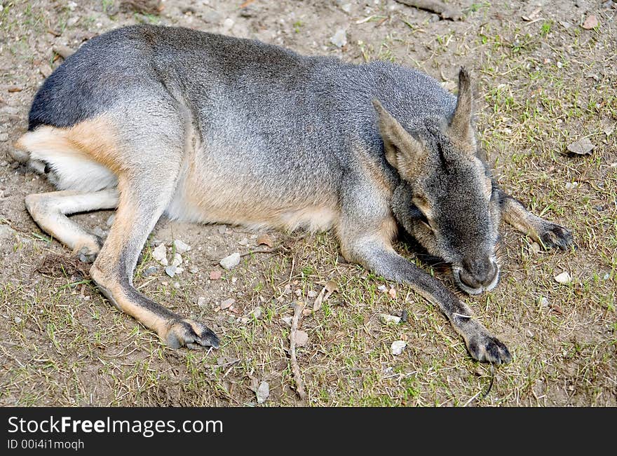 Portrait of nice Patagonian cavy. Portrait of nice Patagonian cavy