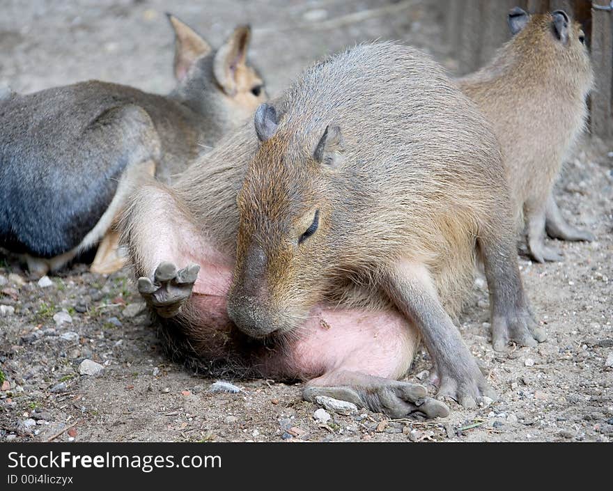 Capybara 2