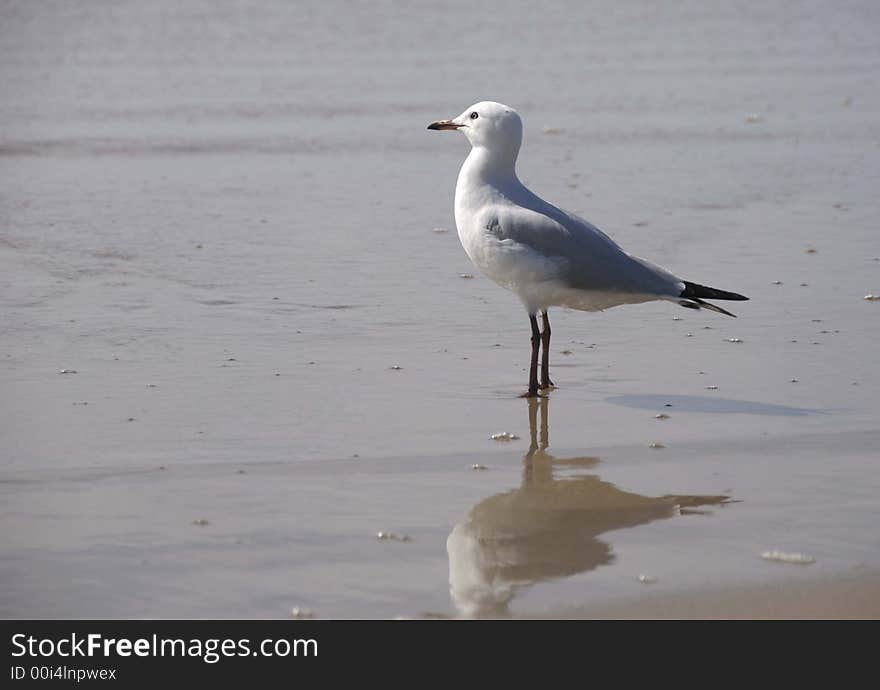 Seagull