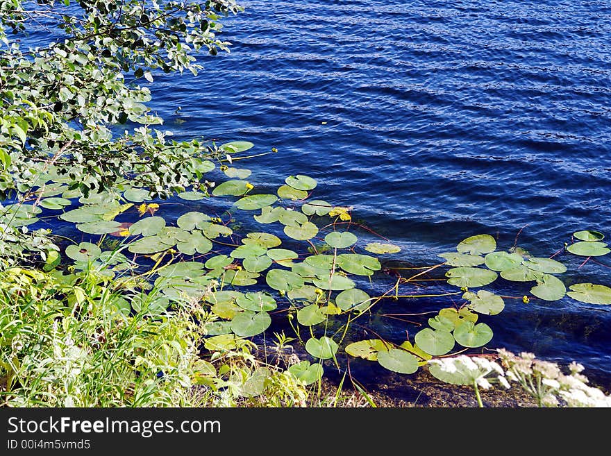 Leafs And Flowers On The Water