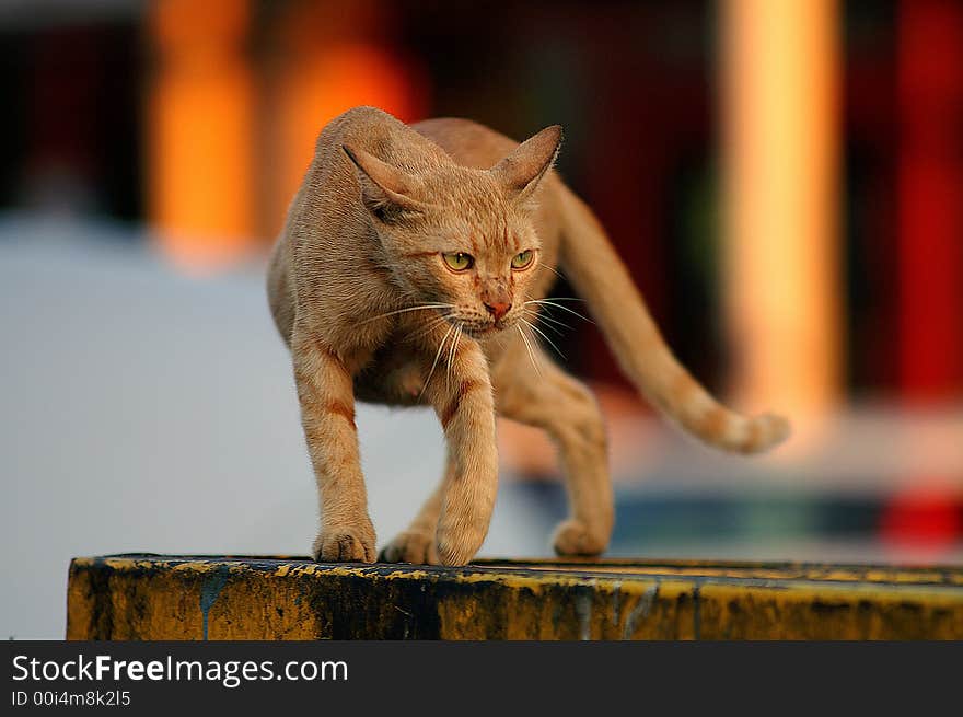 A surviver.... street can walking on the edge... searching for its next meal. A surviver.... street can walking on the edge... searching for its next meal...