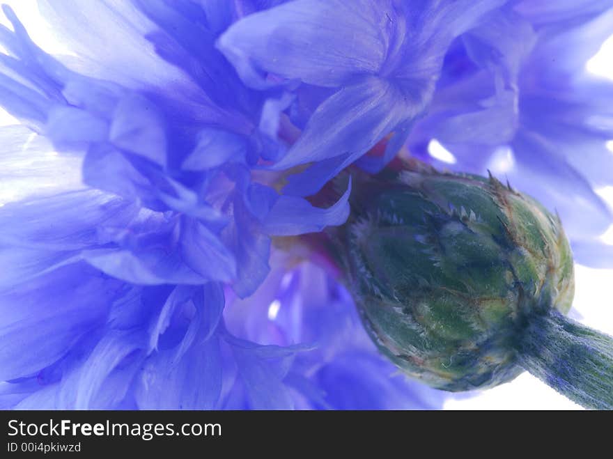 Close up of transparent blue flower