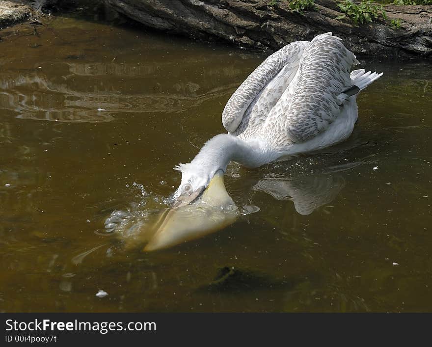 Young Pelican is hunting