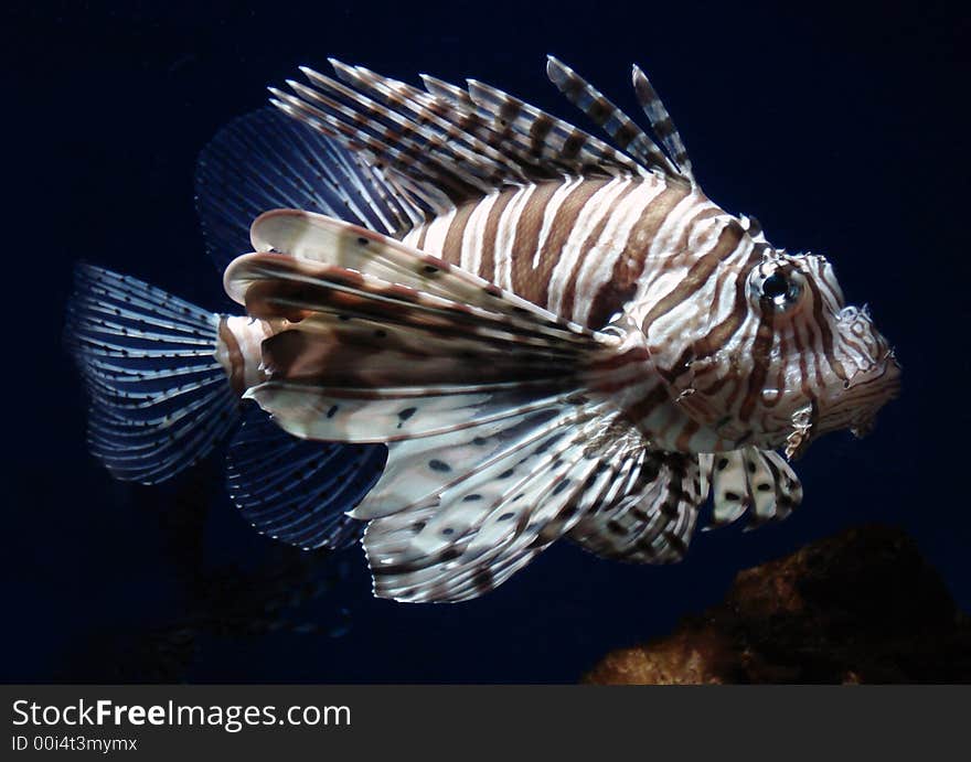 Very dangerous scorpion fish in aquarium. Very dangerous scorpion fish in aquarium