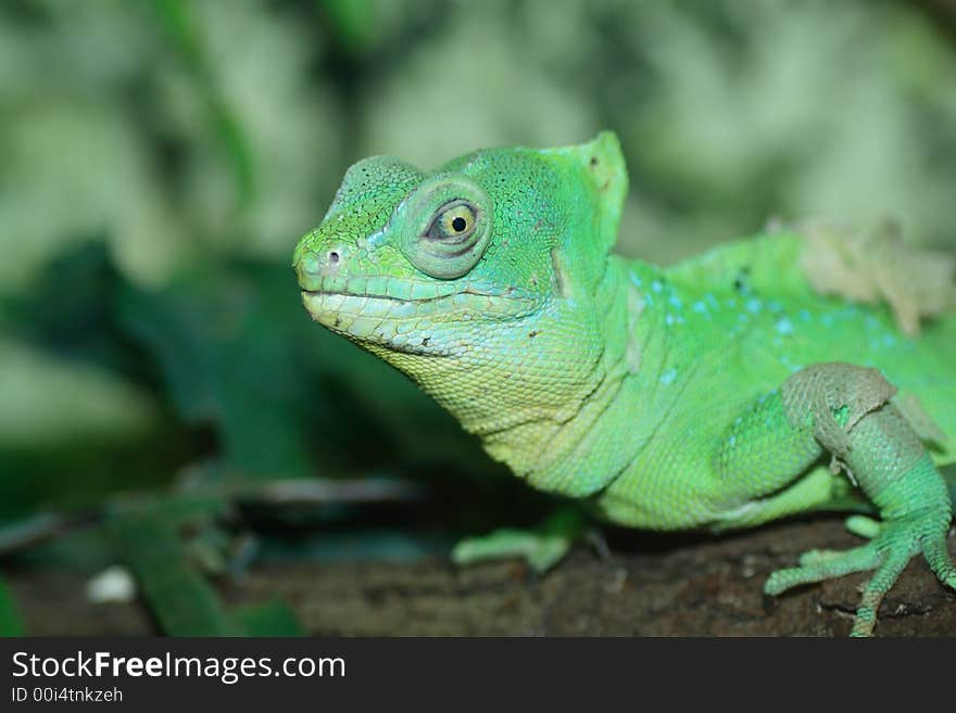 Basilisk lizard shot in terrarium, natural light