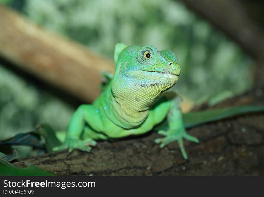 Basilisk lizard shot in terrarium, natural light