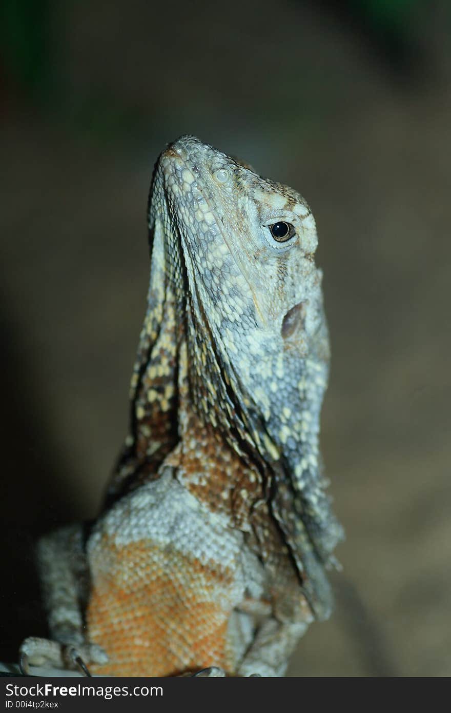 Agama lizard shot in terrarium