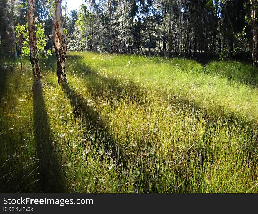 Grass in the forest.