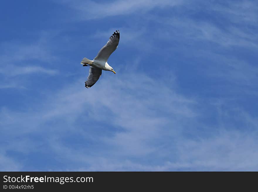 Sea Gull