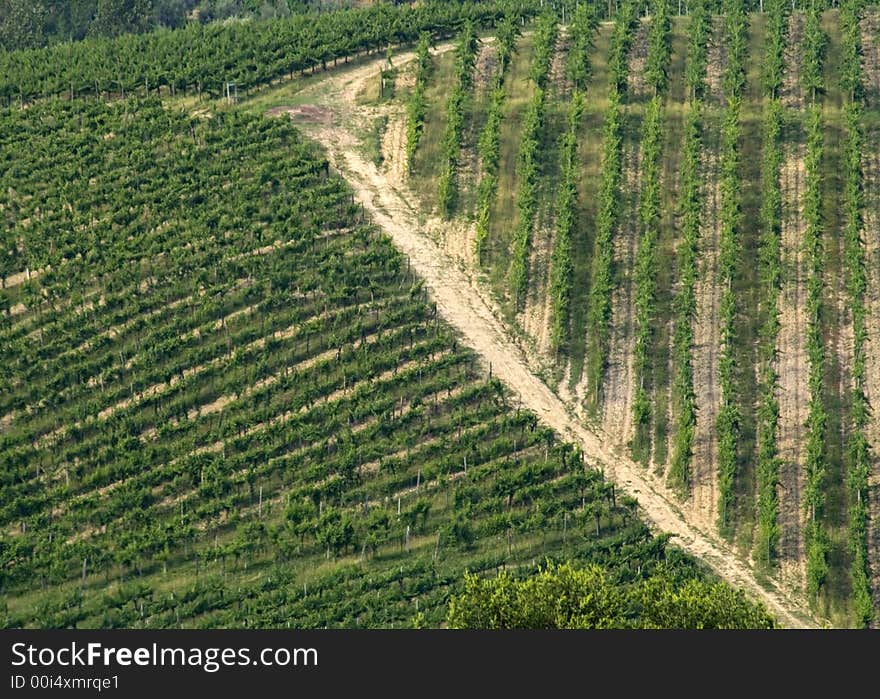 Tuscan vineyard