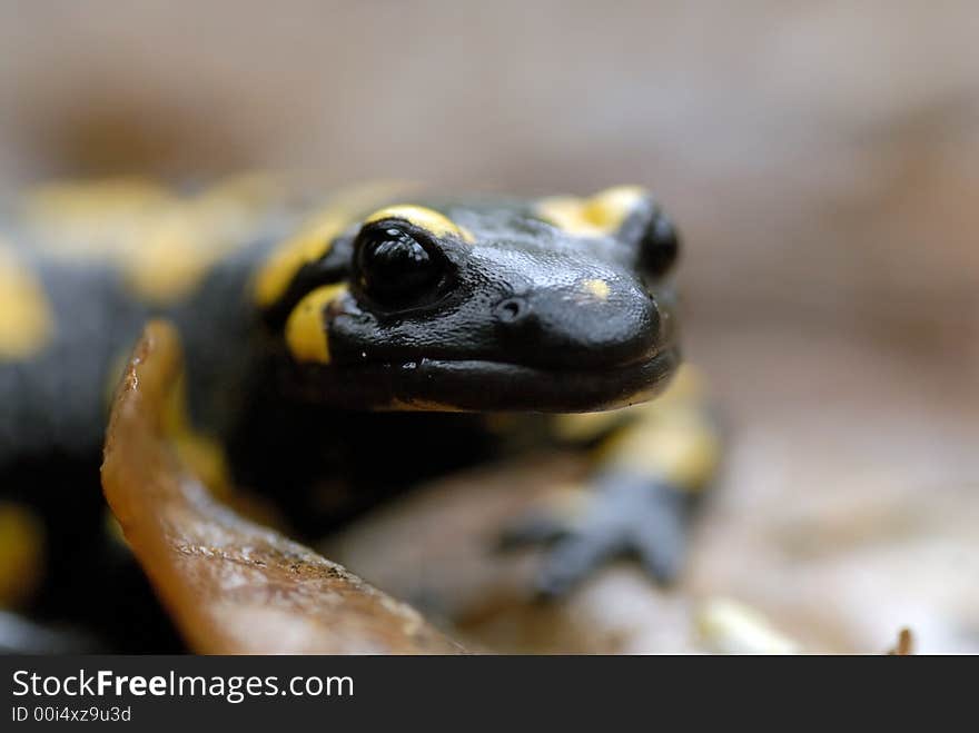 Head of Salamander, close-up. Head of Salamander, close-up