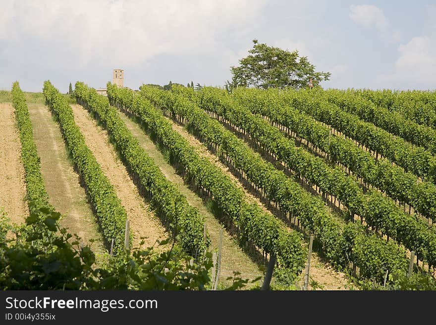 Tuscan vineyard with a Church in the background. Tuscan vineyard with a Church in the background