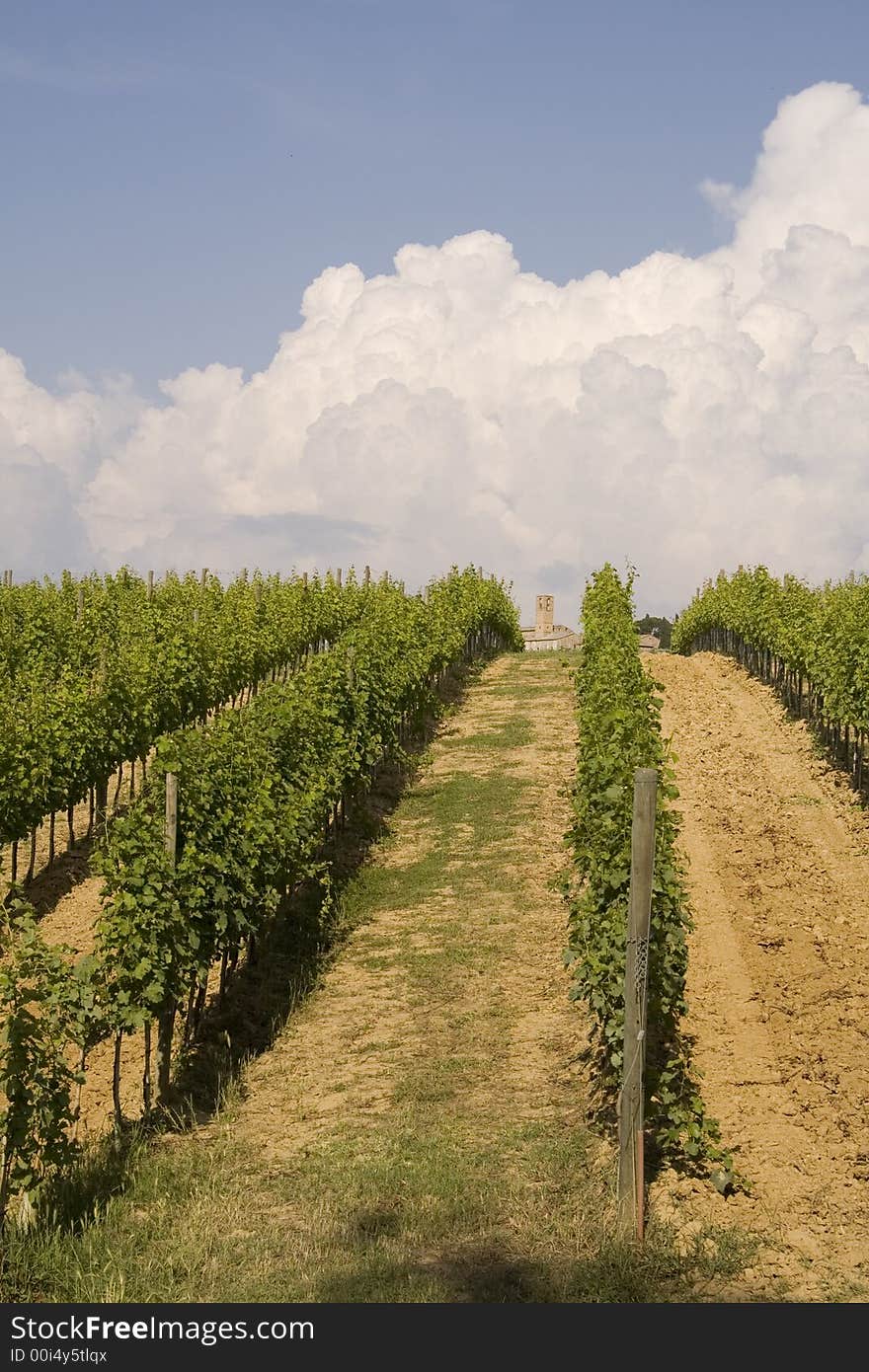 Tuscan vineyard on a hill. Tuscan vineyard on a hill