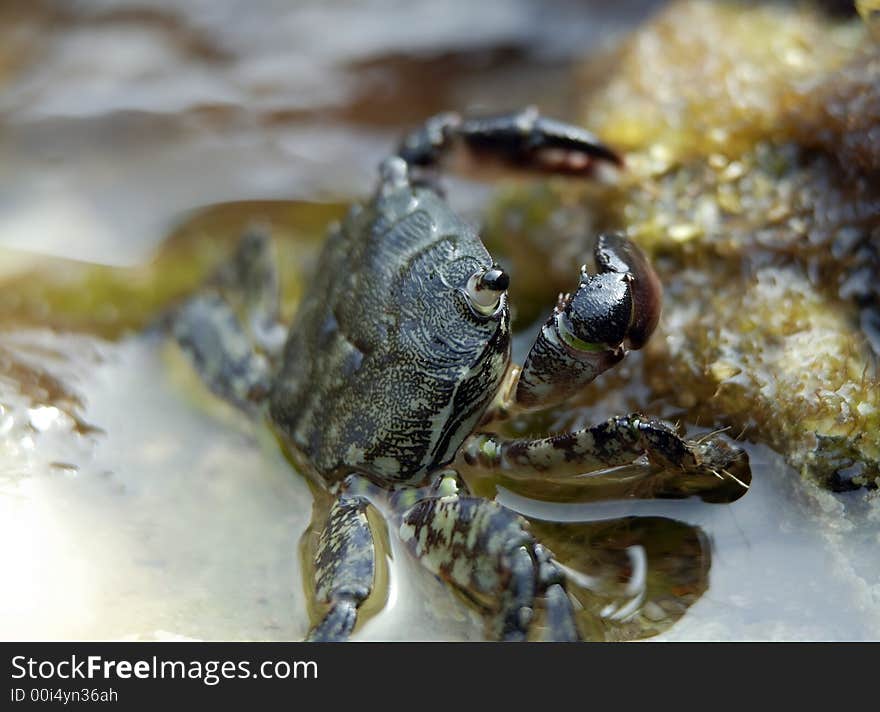 Crab in Water