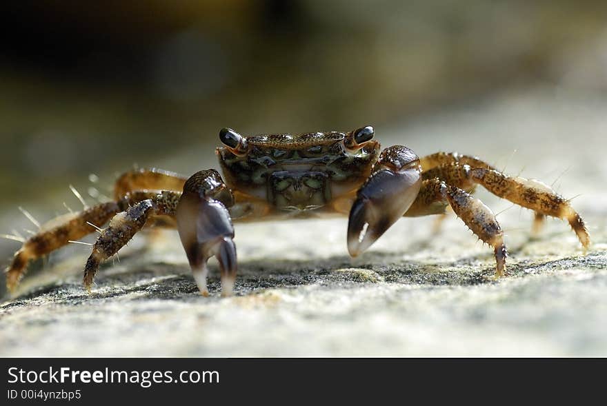 Portrait Of Crab