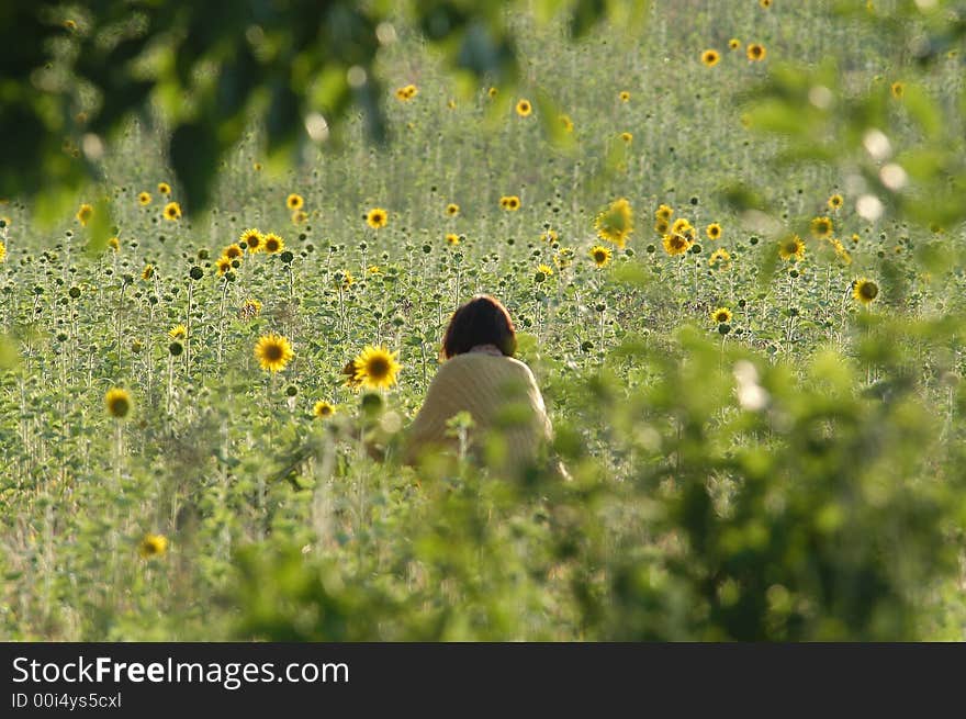 Sunflowers