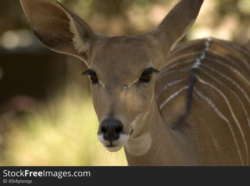 Baby Buck , dear