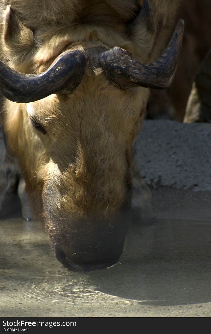 A animal, buffalos drinking water. A animal, buffalos drinking water