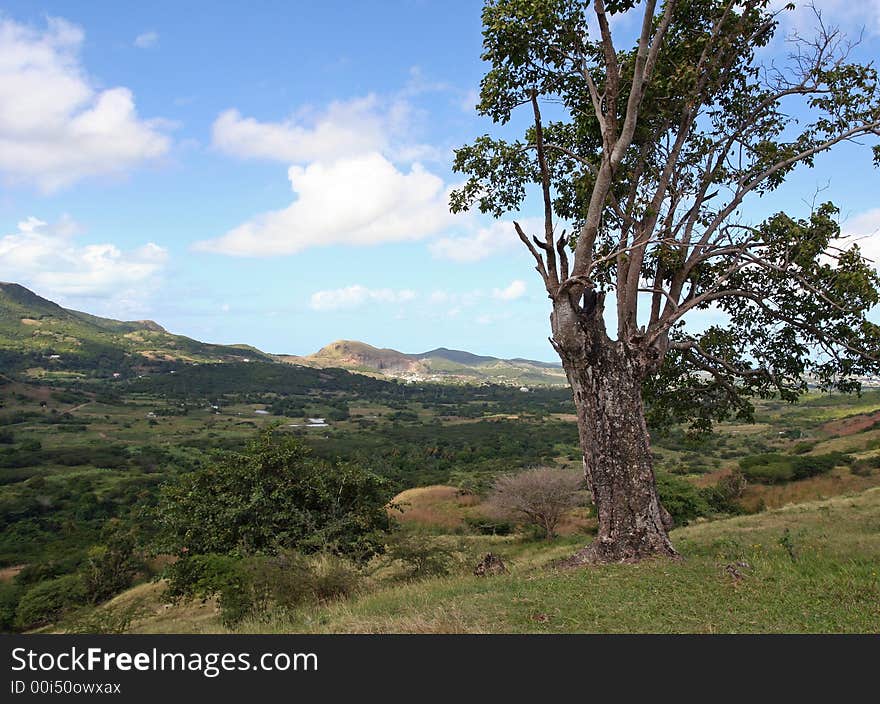 Lush Antigua valley with a weather-beaten tree in the foreground.