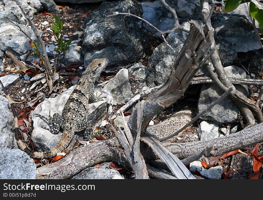 Camouflaged Lizard