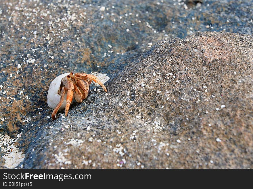 Orange hermit crab crawling on a rock.