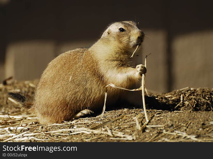 A prairie dog at the zoo