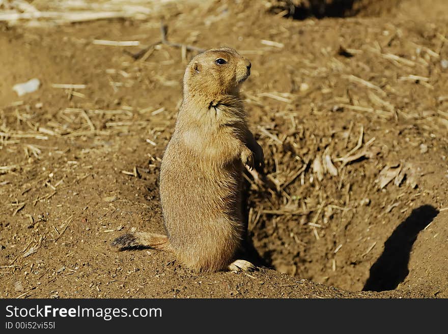 A prairie dog at the zoo