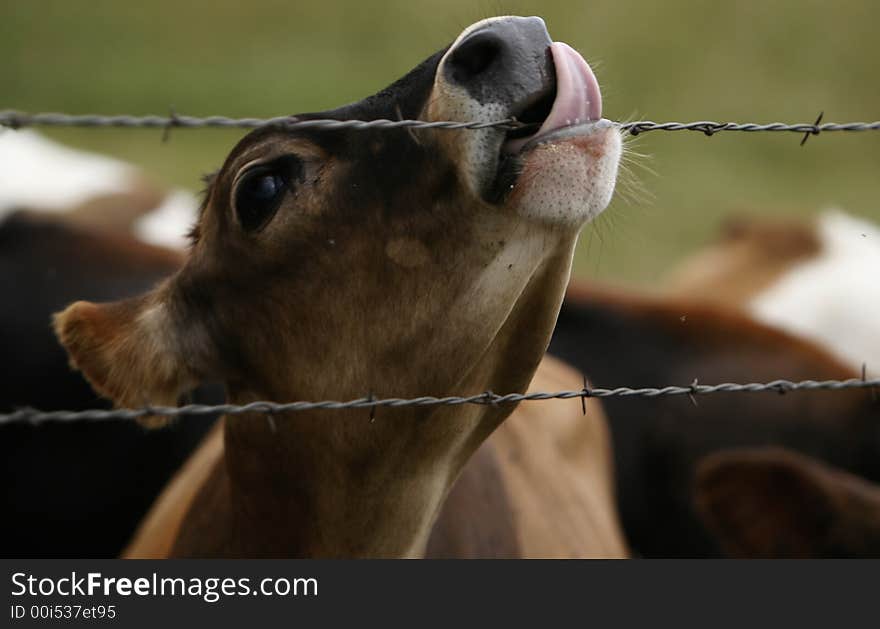 Cow licking barbed wire fence