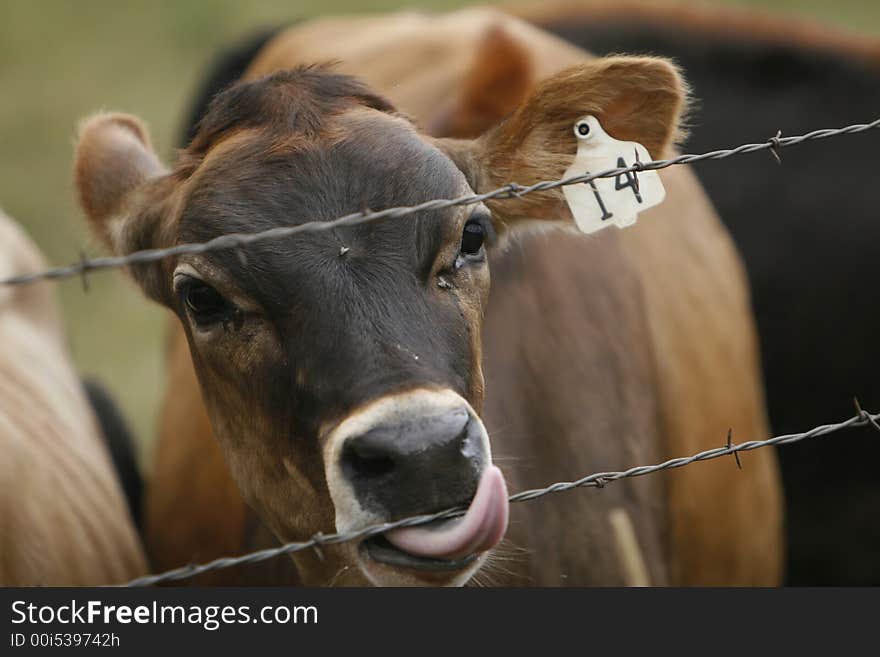 Cow licking barbed wire fence