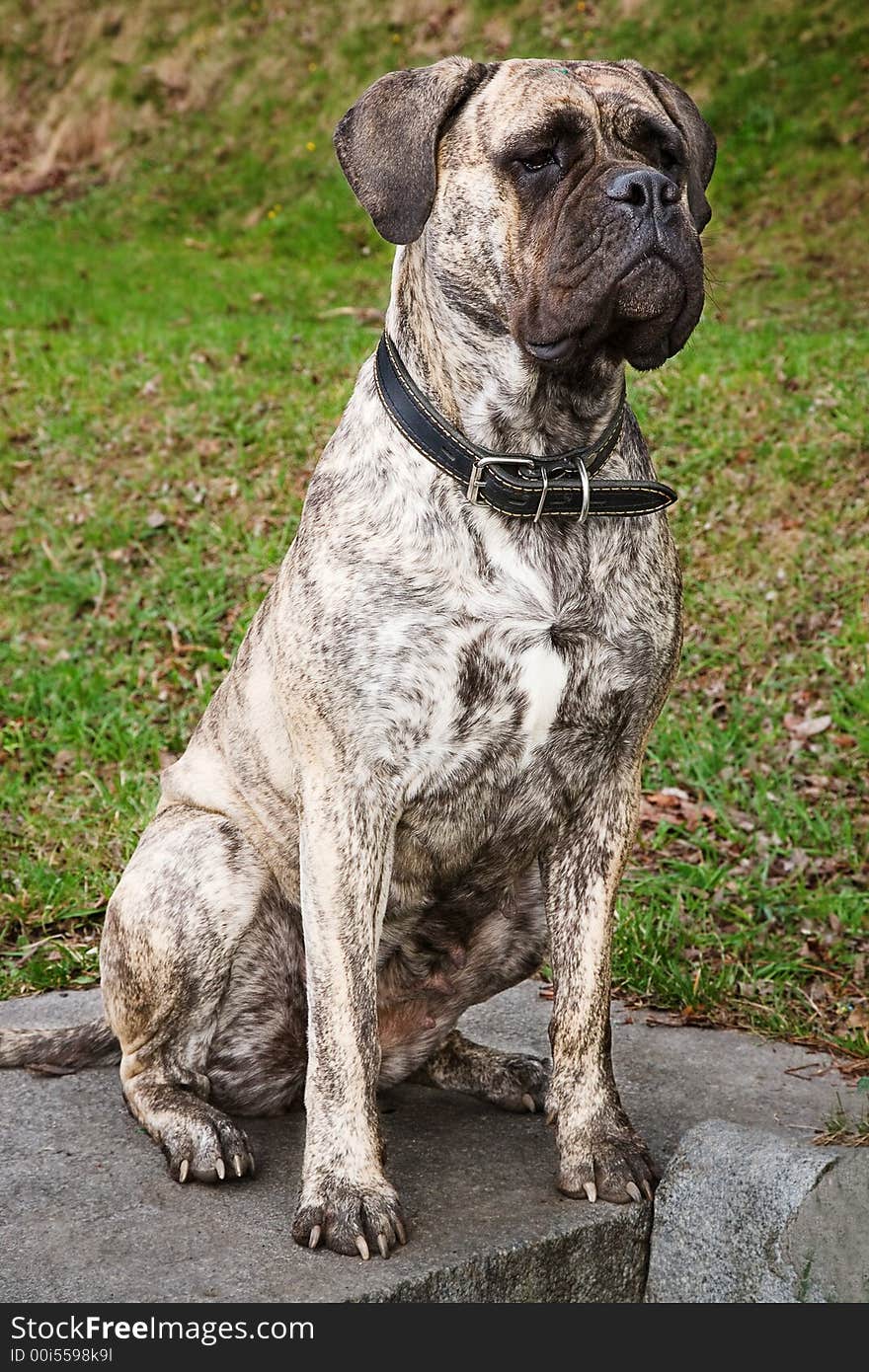 The boxer (female) thoughtfully sits on a stone monument on a background of a grass. She looks as a monument. The boxer (female) thoughtfully sits on a stone monument on a background of a grass. She looks as a monument.