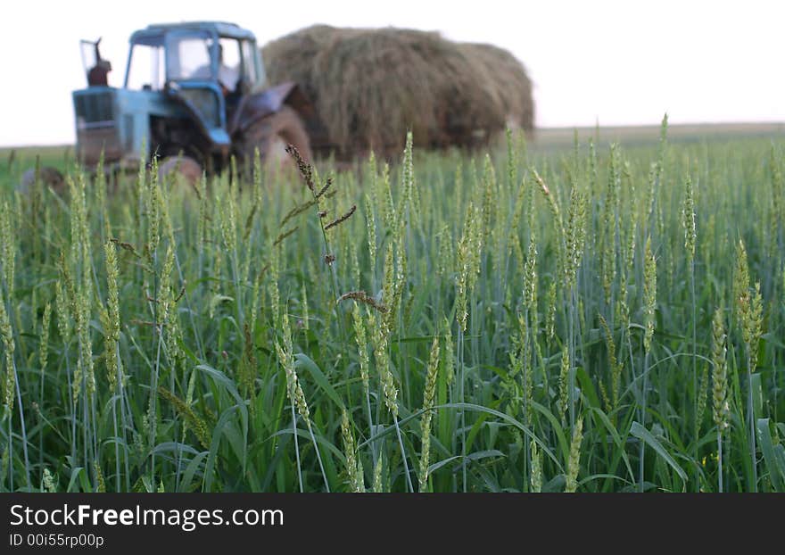 The field of wheat and tractor which carries a crop