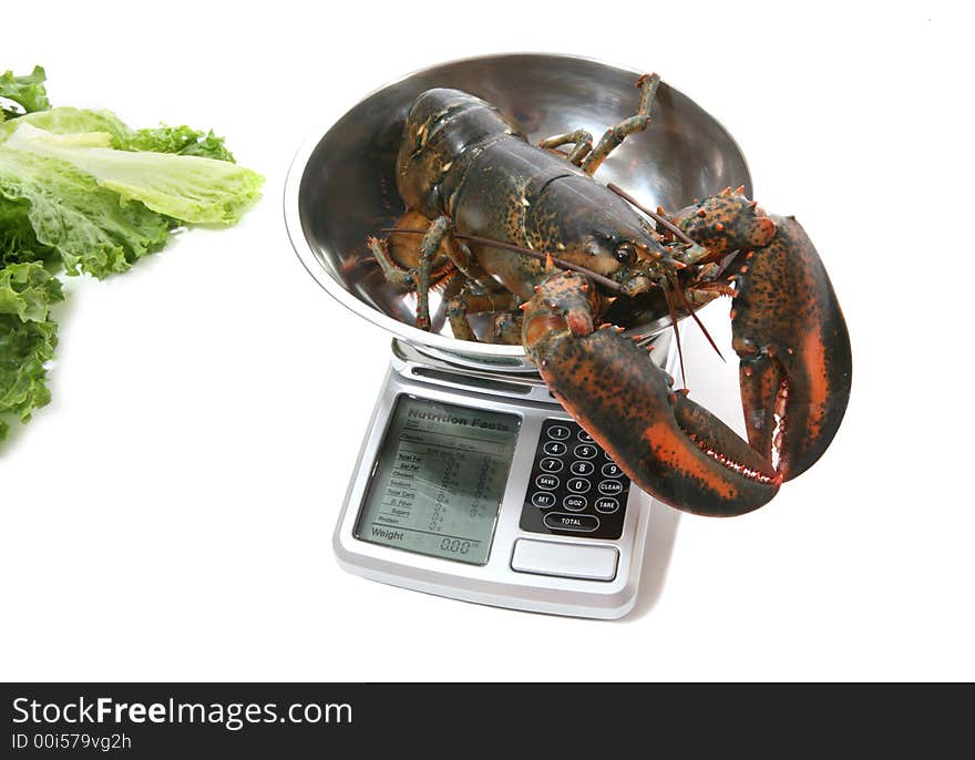 A raw lobster being weighed on a scale over white. A raw lobster being weighed on a scale over white