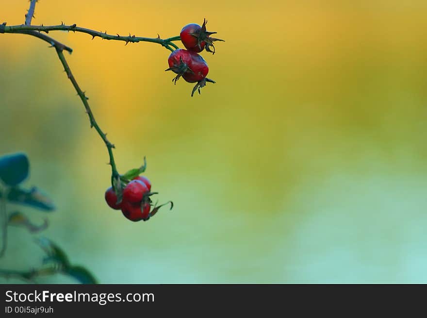 A few red roseberries on a thorny bush