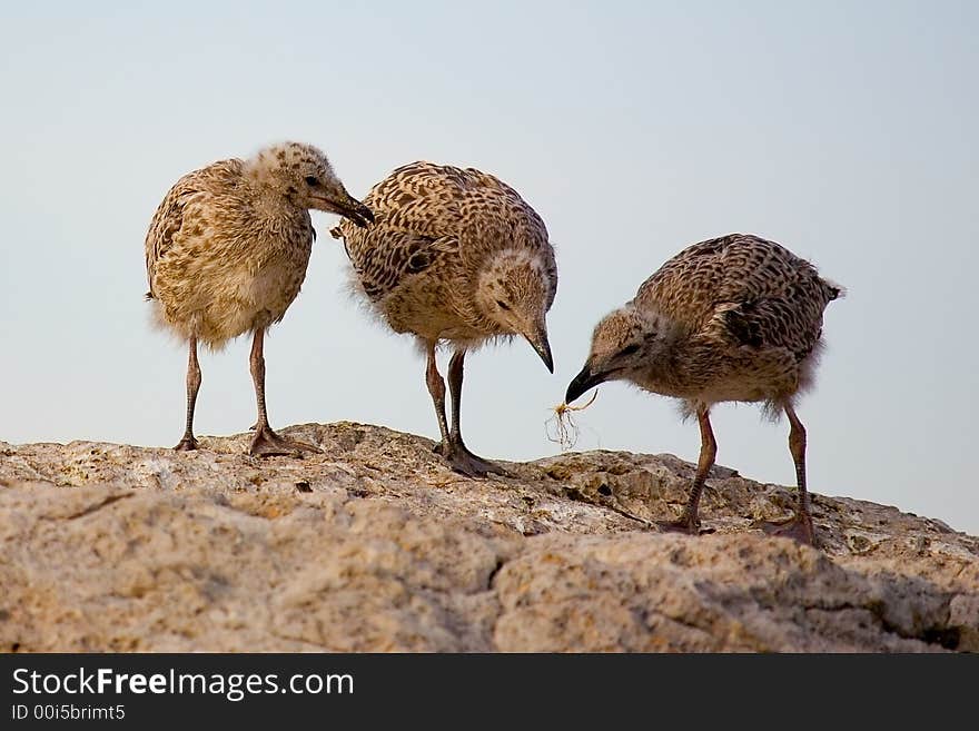 Three nestlings of the seagull play with something on a rock on a background of the faded sky. Three nestlings of the seagull play with something on a rock on a background of the faded sky