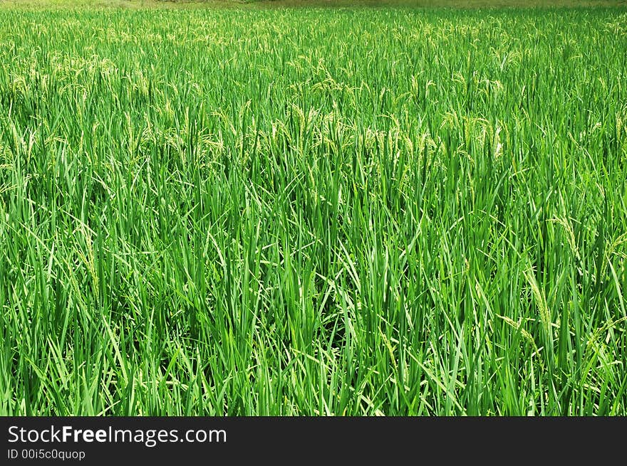 Fresh green paddy farm in tropical rural area