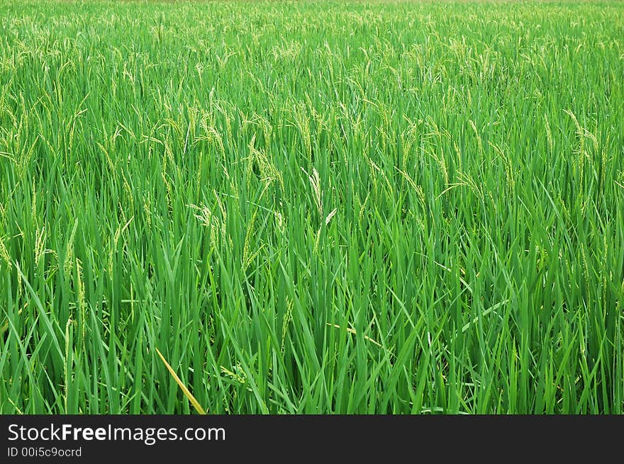 Fresh green paddy farm in tropical rural area