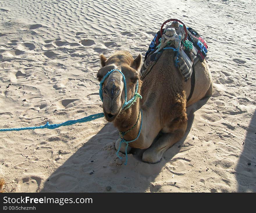 Camel in the desert tunisia africa