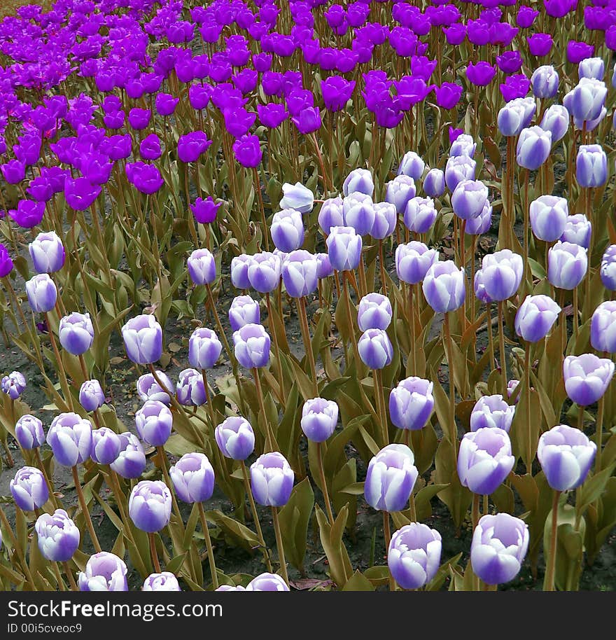 Abstract violet tulips in park