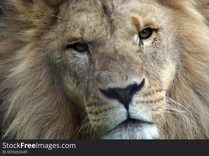 Close up front face shot of a lion